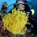 crinoid_lr_mb_v_0176_png2699.jpg